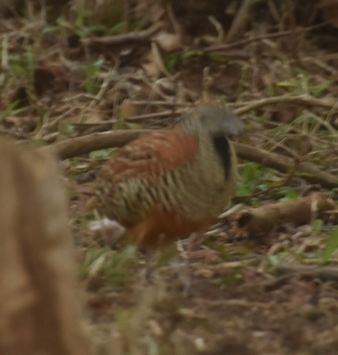 Barred Buttonquail - ML435451101