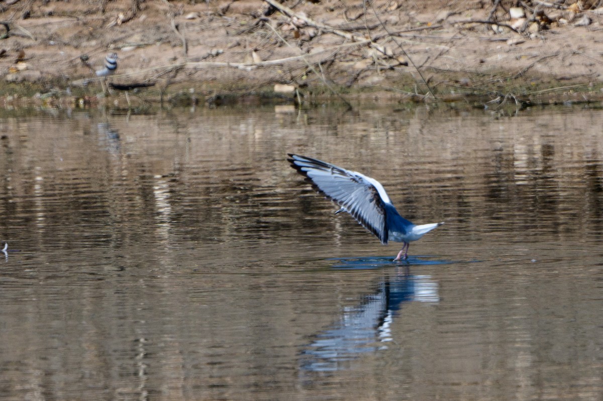 Bonaparte's Gull - ML435451221