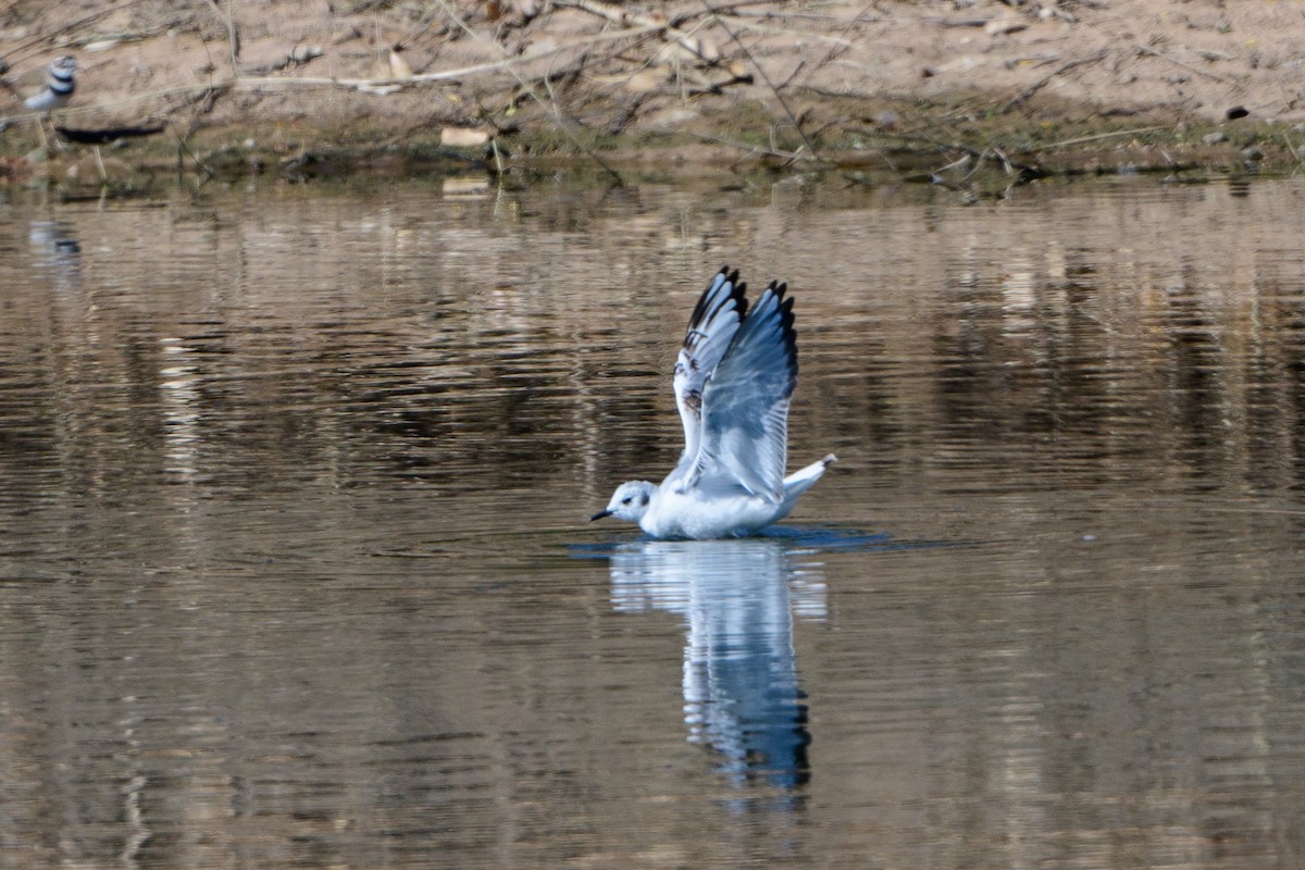 Bonaparte's Gull - ML435451321