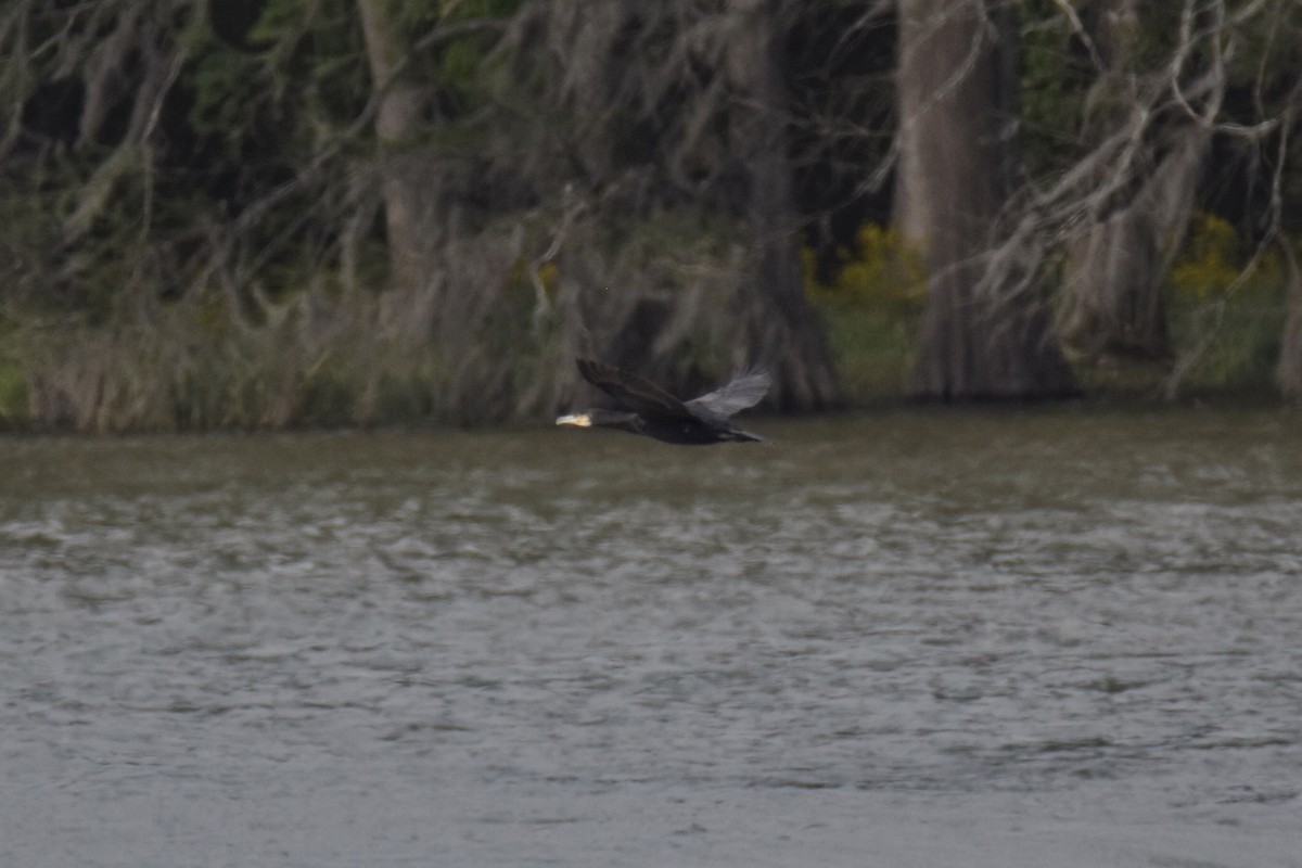 Great Cormorant - John Patten Moss