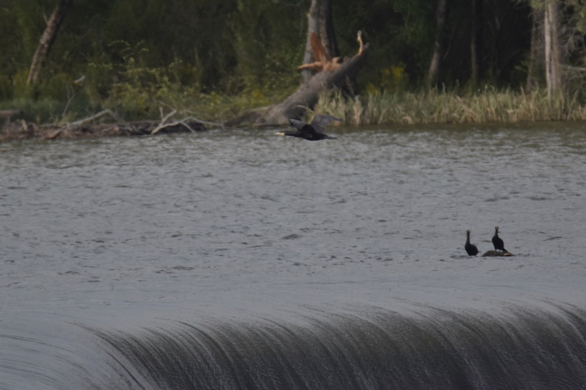 Great Cormorant - ML435452601