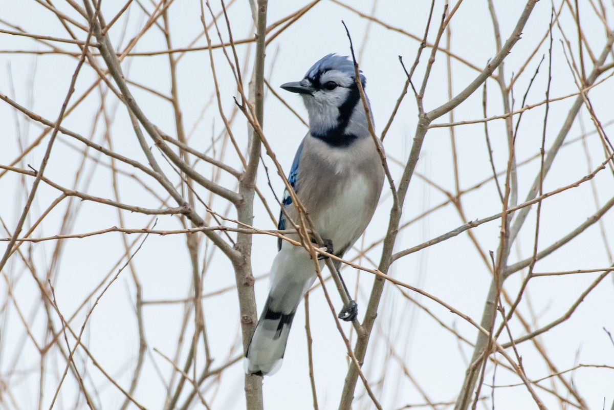 Blue Jay - ML435452611