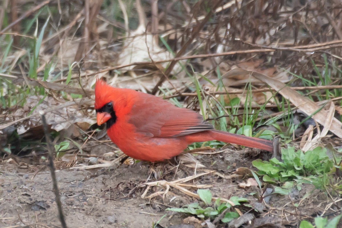 Cardinal rouge - ML435452841