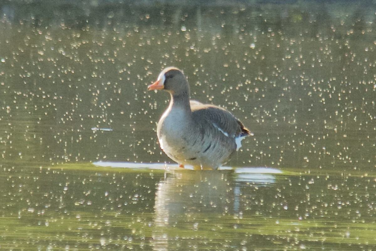 Greater White-fronted Goose - ML435453411