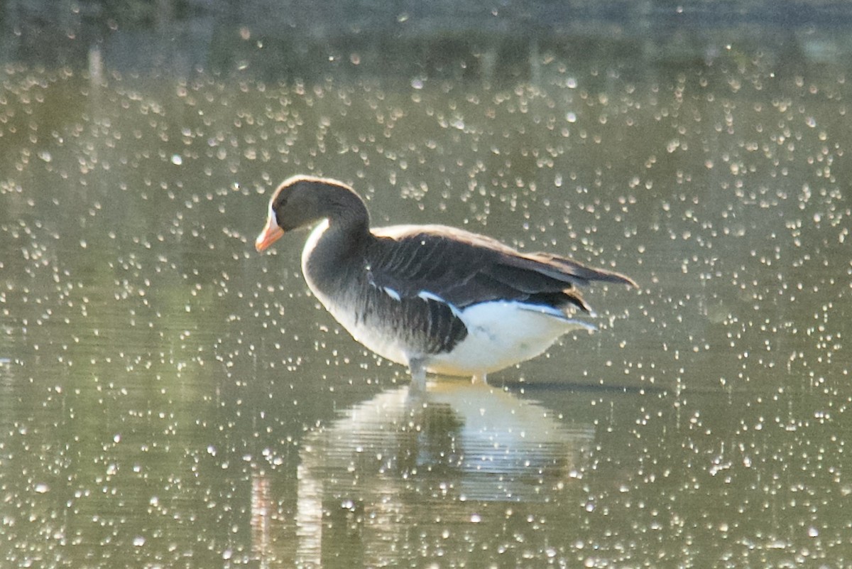 Greater White-fronted Goose - ML435453491