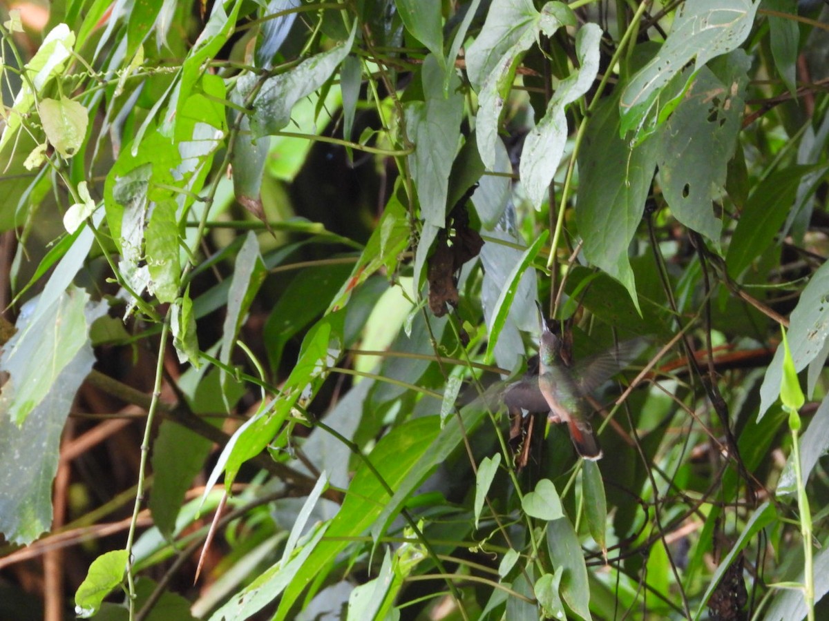 Rufous-breasted Hermit - ML435453581