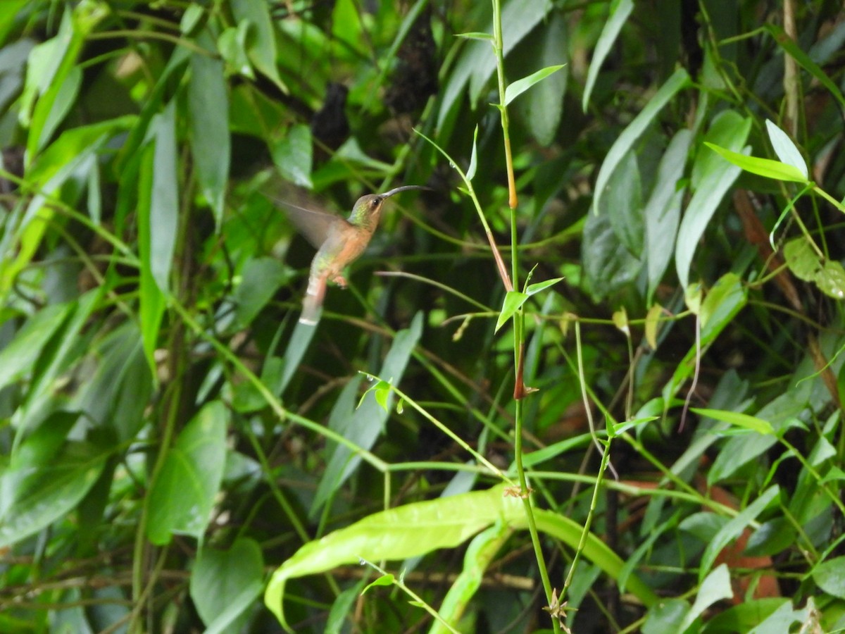 Rufous-breasted Hermit - ML435453591