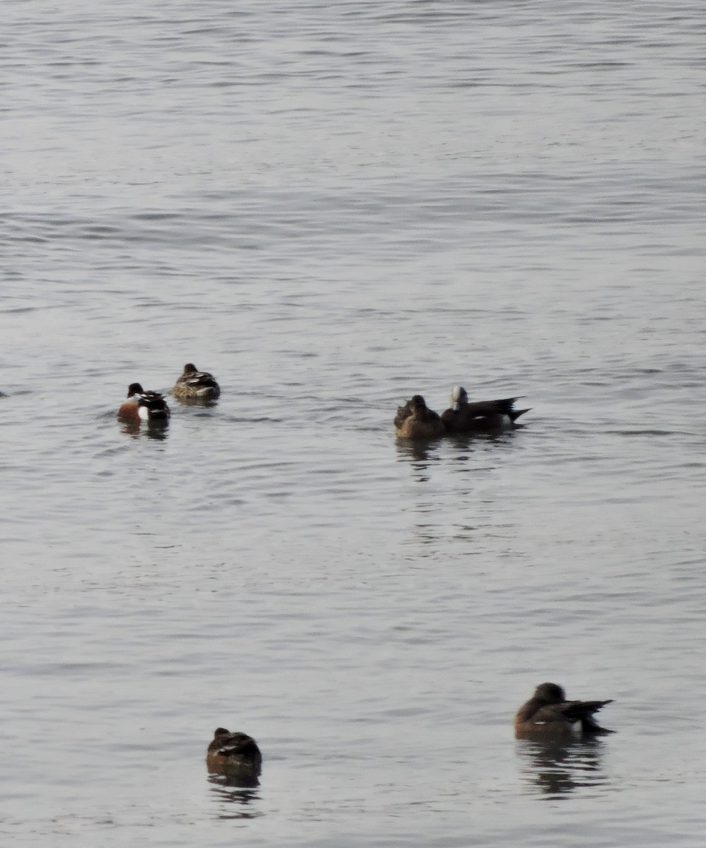 American Wigeon - ML435453691