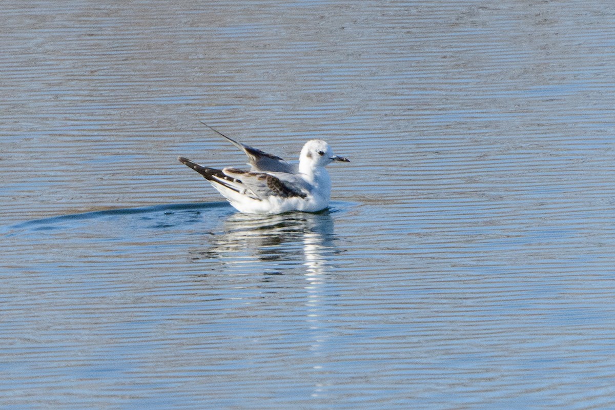 Bonaparte's Gull - ML435453951