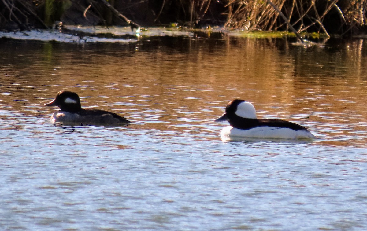 Bufflehead - ML435454461