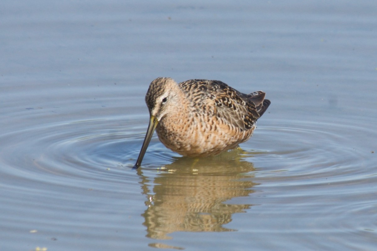 Long-billed Dowitcher - ML435454621