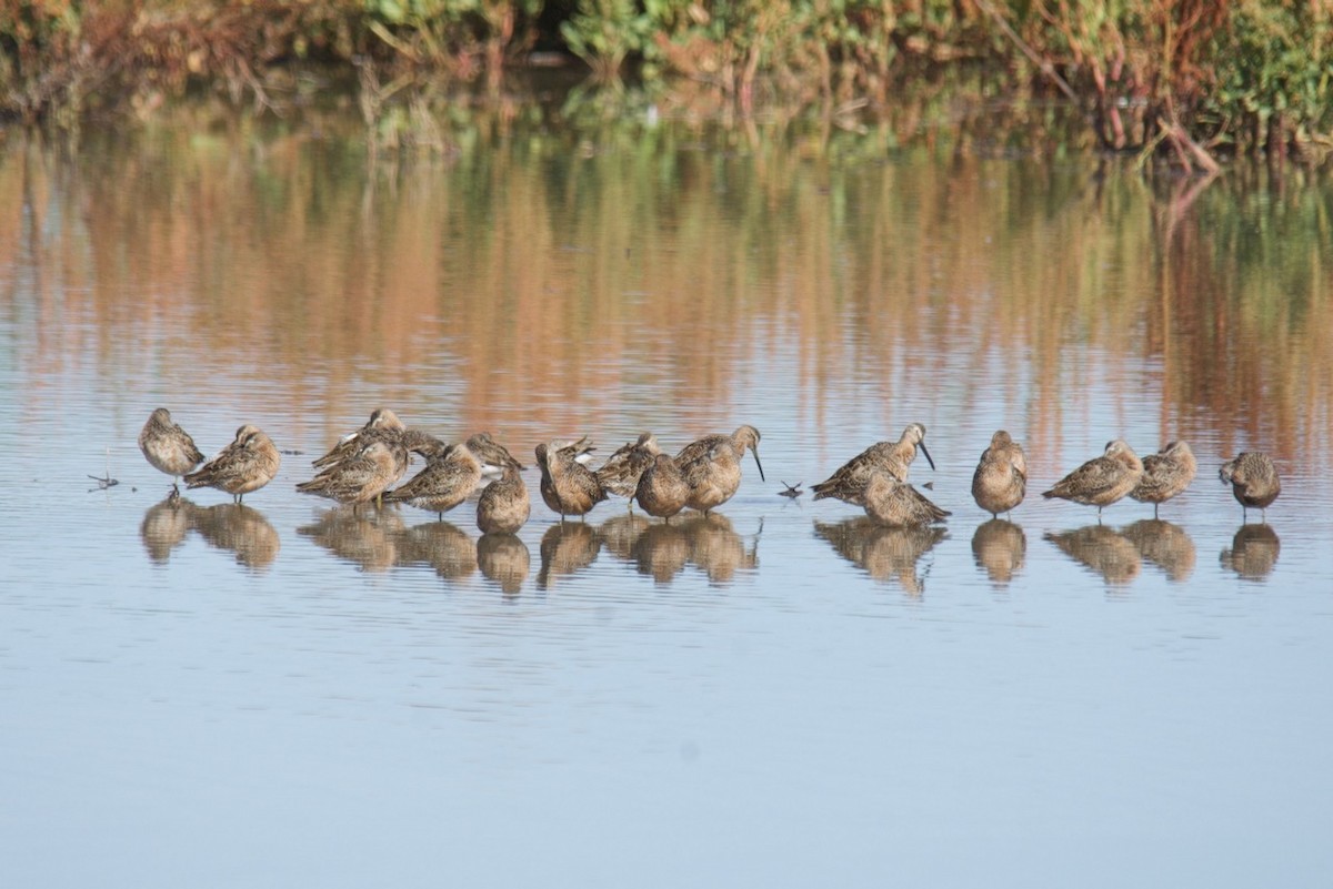 Long-billed Dowitcher - ML435454661