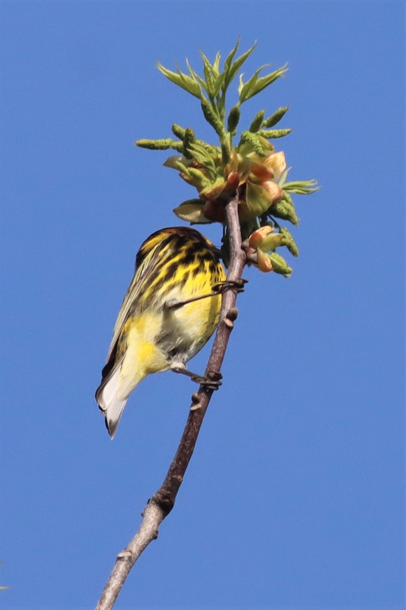 Cape May Warbler - ML435454771