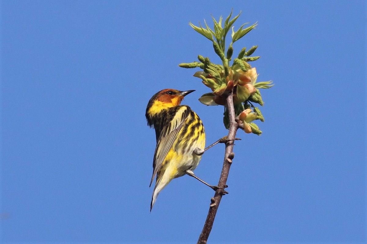 Cape May Warbler - ML435454781