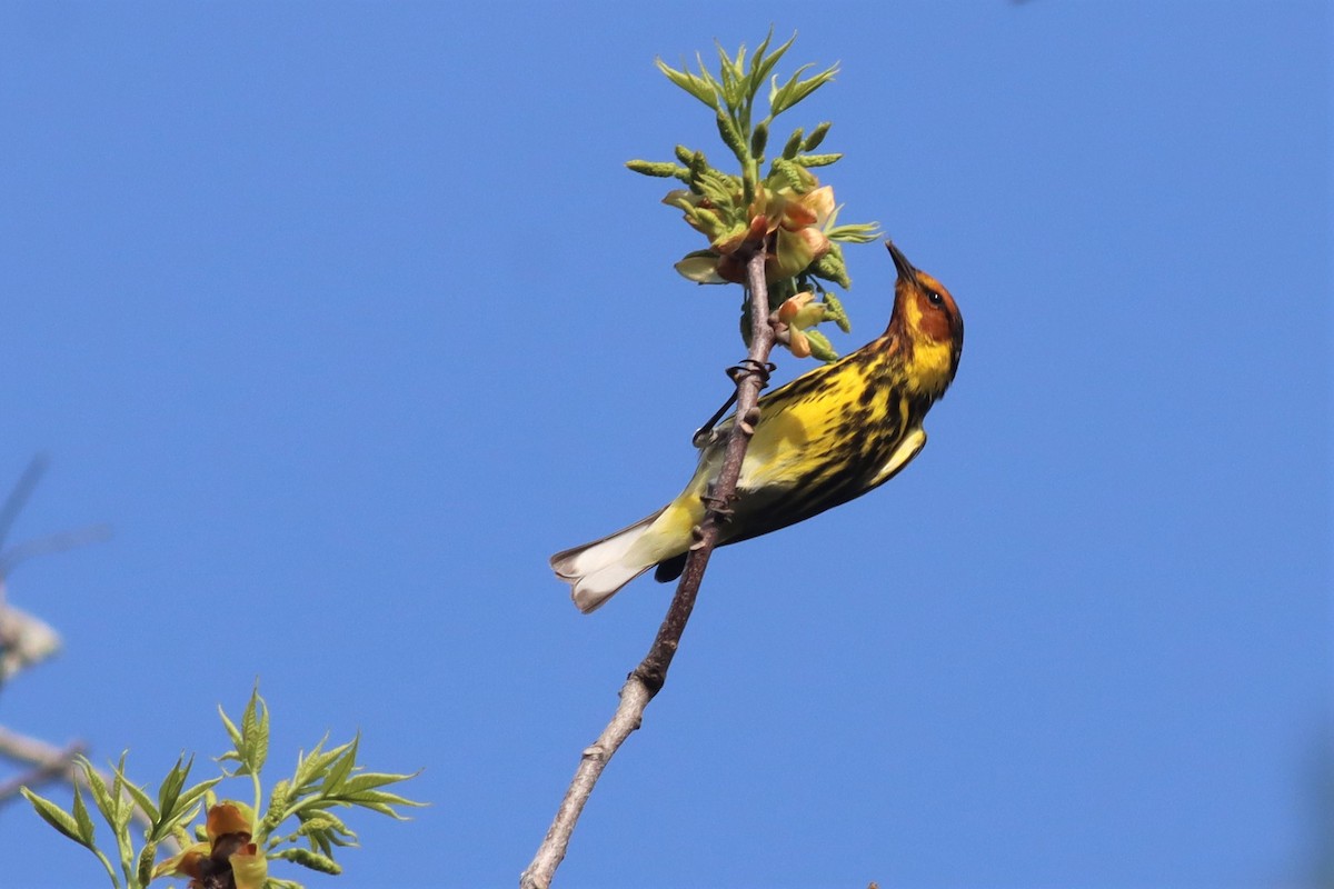 Cape May Warbler - ML435454801