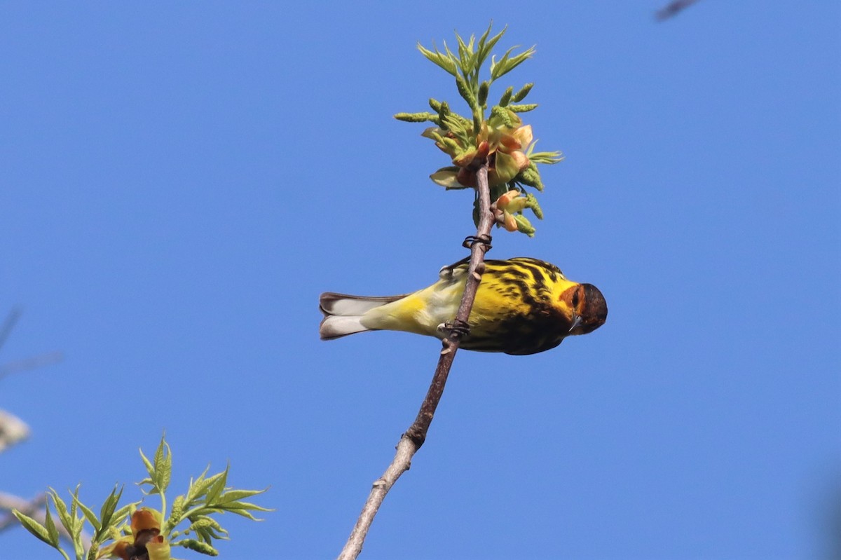 Cape May Warbler - ML435454811