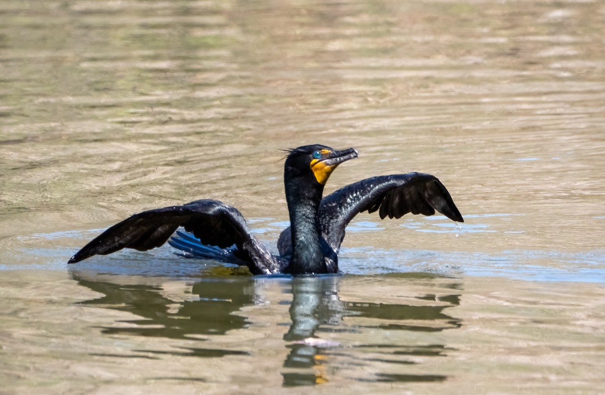 Double-crested Cormorant - ML435455271