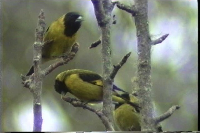 Black-headed Siskin - ML435456