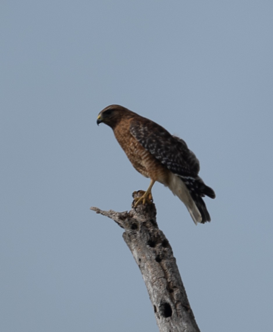 Red-shouldered Hawk - ML435458871