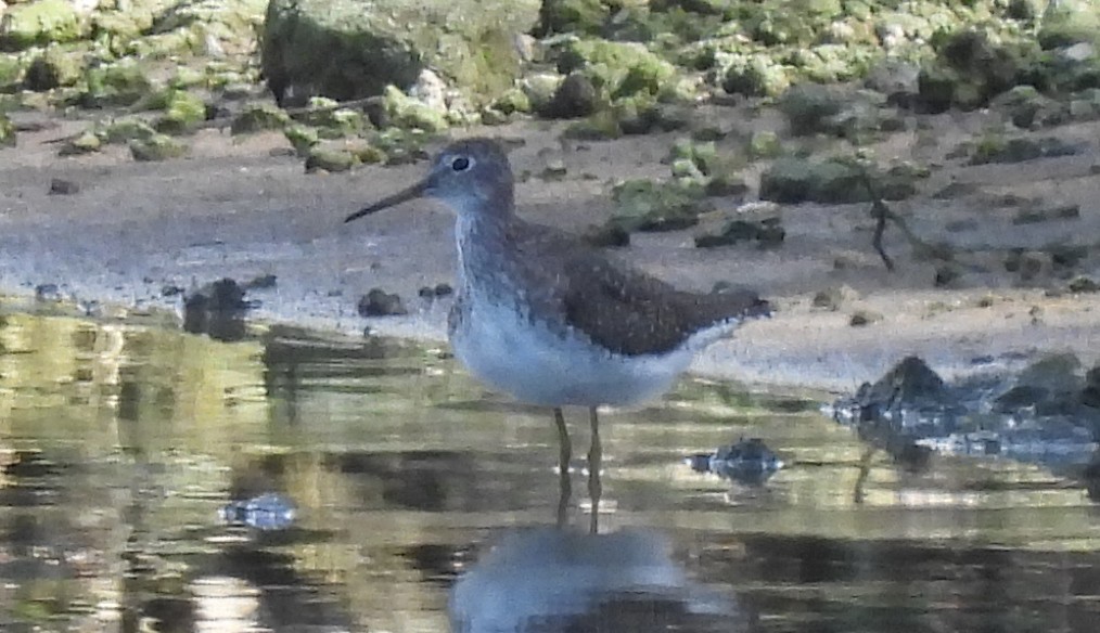 Solitary Sandpiper - ML435459431