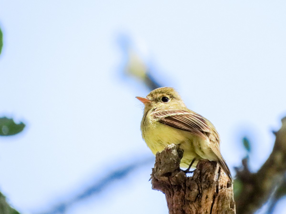 Western Flycatcher (Pacific-slope) - ML435459551