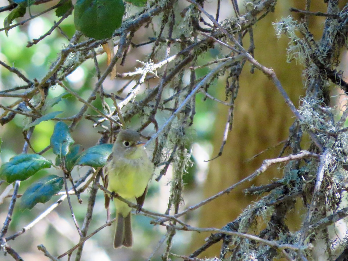 Western Flycatcher (Pacific-slope) - ML435459581