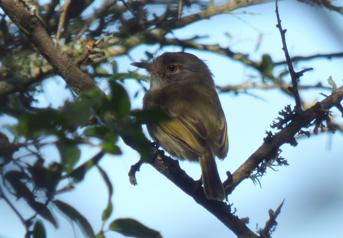 Pearly-vented Tody-Tyrant - ML435459831