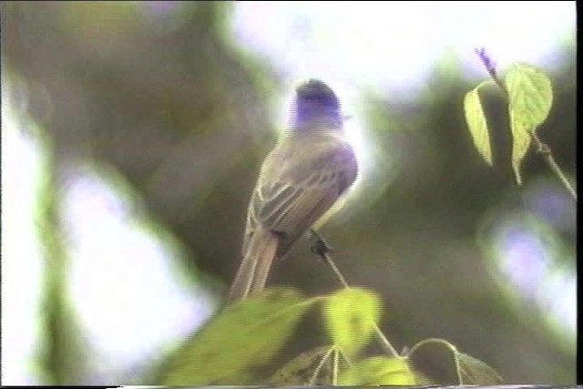 Dusky-capped Flycatcher (lawrenceii Group) - ML435460