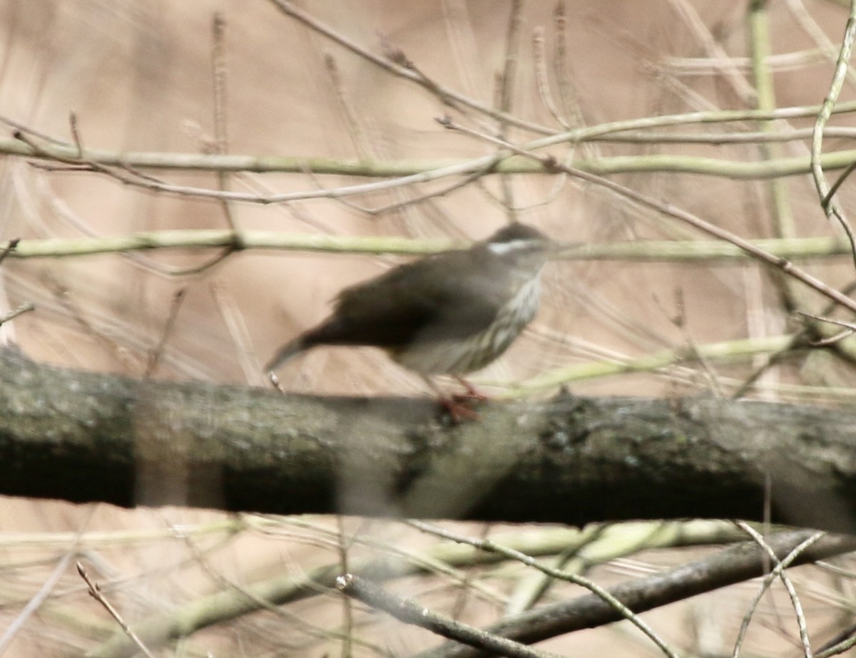 Louisiana Waterthrush - ML435460581