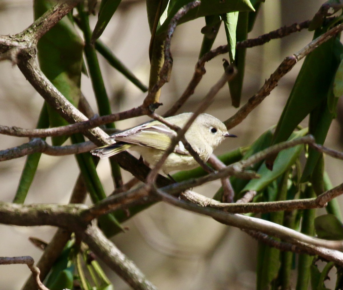 Ruby-crowned Kinglet - ML435460811