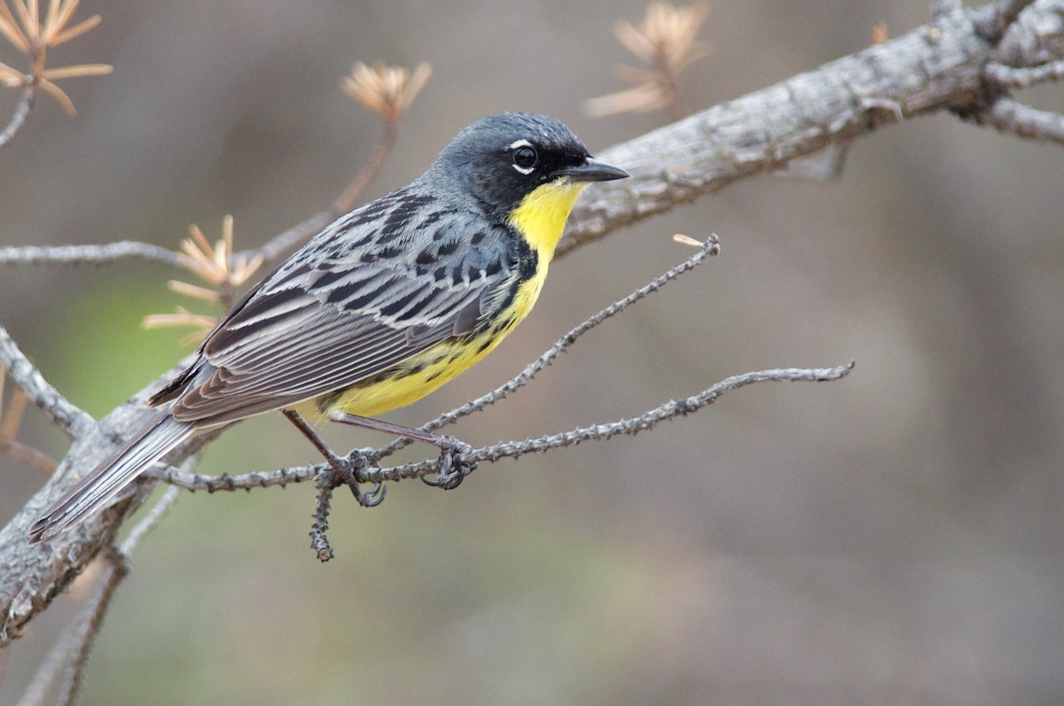 Kirtland's Warbler - ML43546261