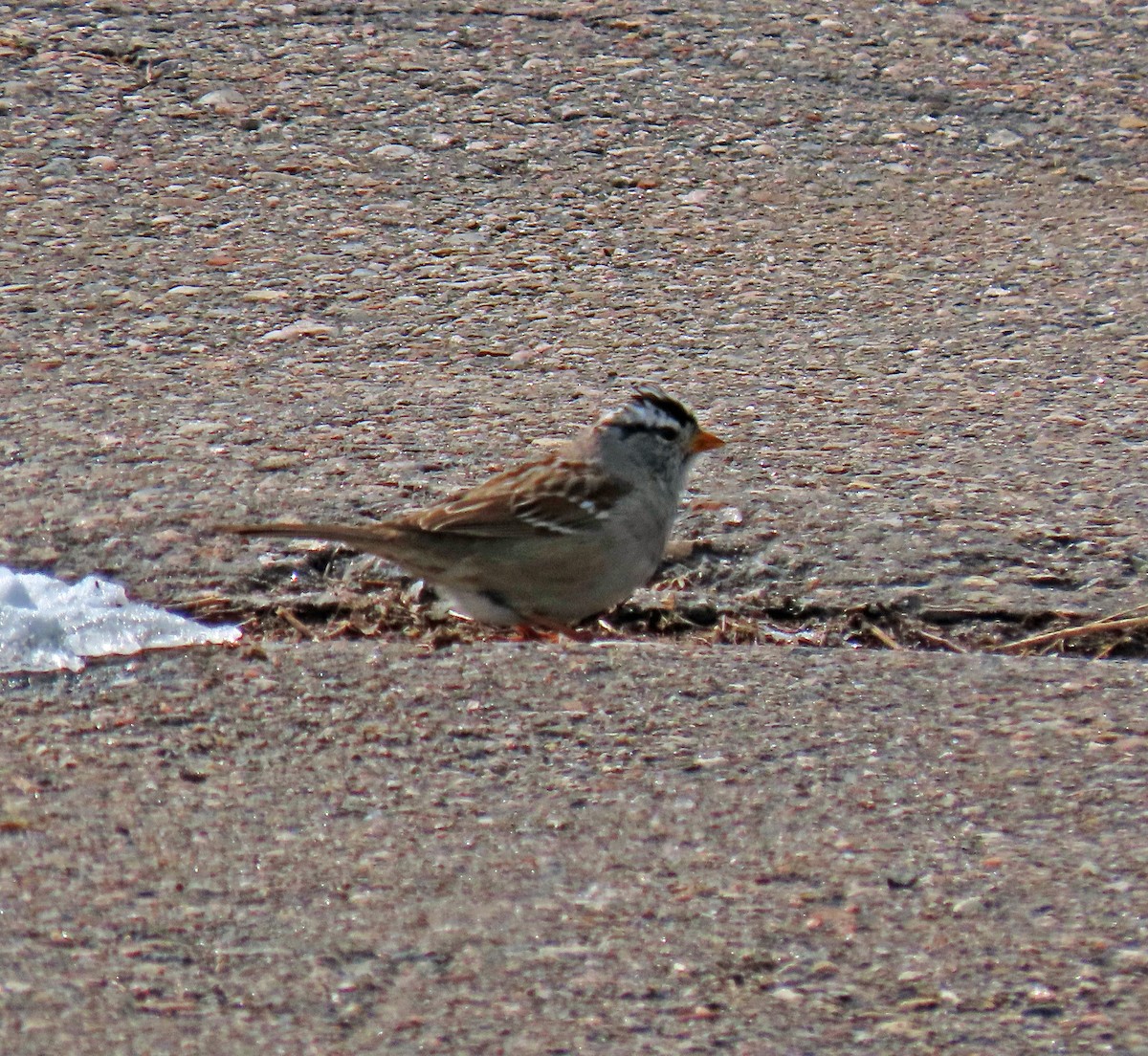 White-crowned Sparrow (Gambel's) - ML435464201