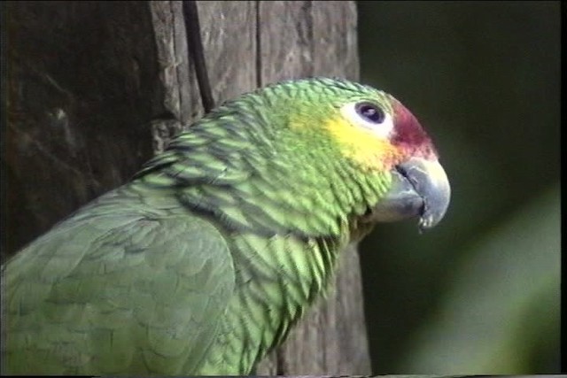 キホオボウシインコ（autumnalis／salvini） - ML435465