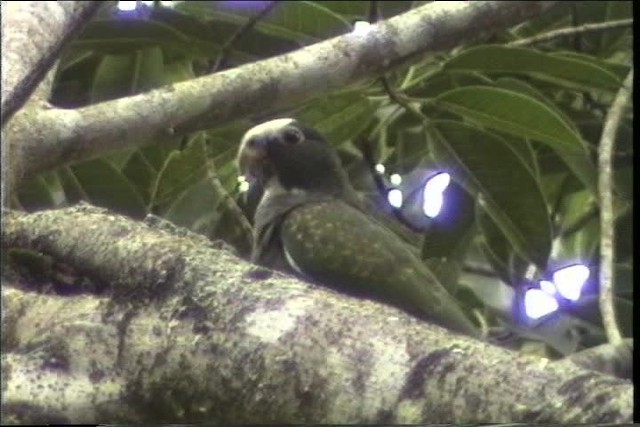 White-crowned Parrot - ML435466