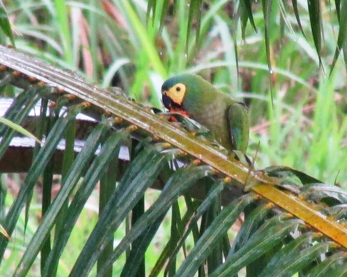 ズグロヒメコンゴウインコ - ML435466491