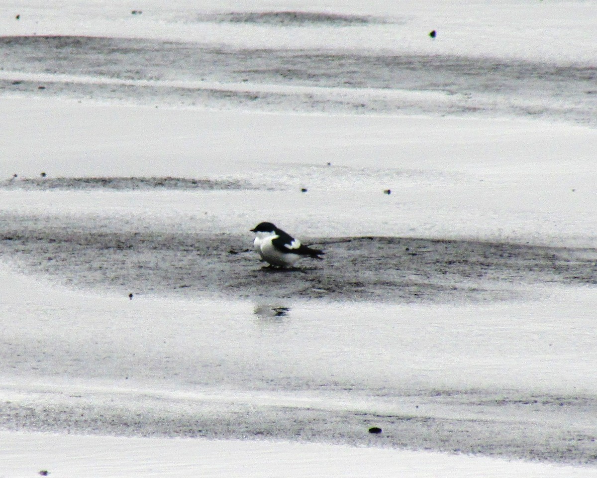 Hirondelle à ailes blanches - ML435466521