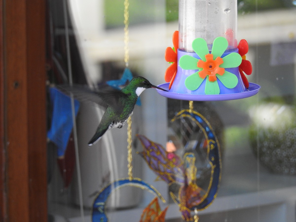 kolibřík límcový - ML435466591