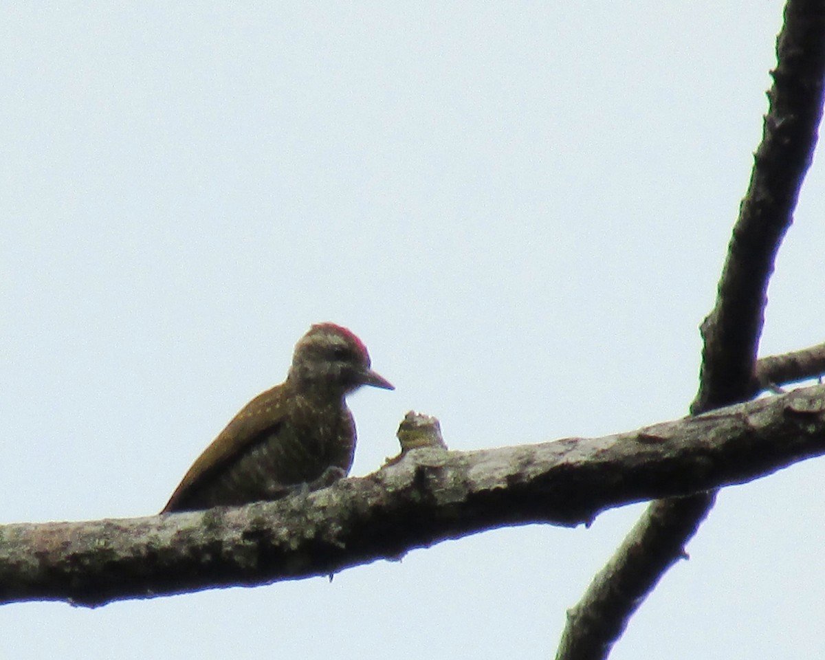 Little Woodpecker - Hector Cadena