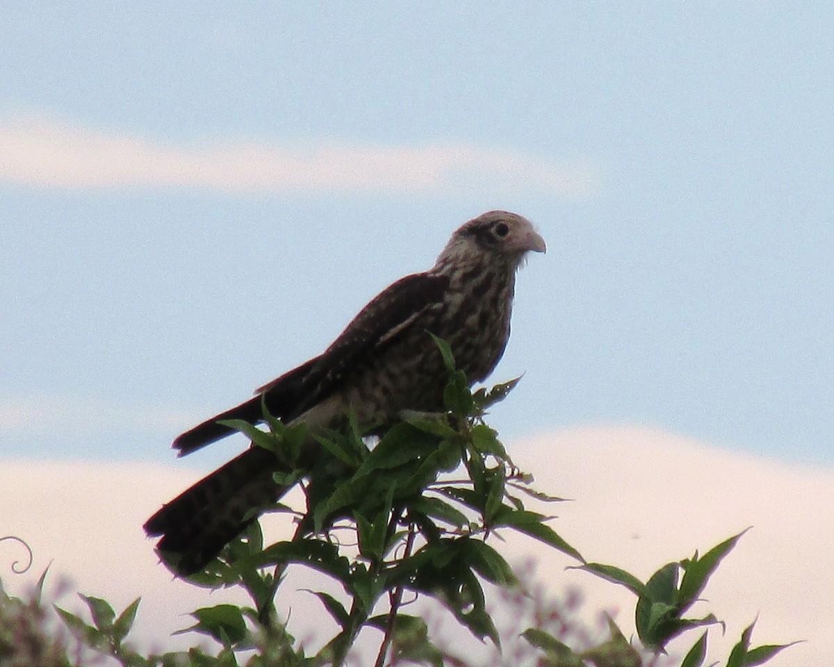 Yellow-headed Caracara - ML435466811