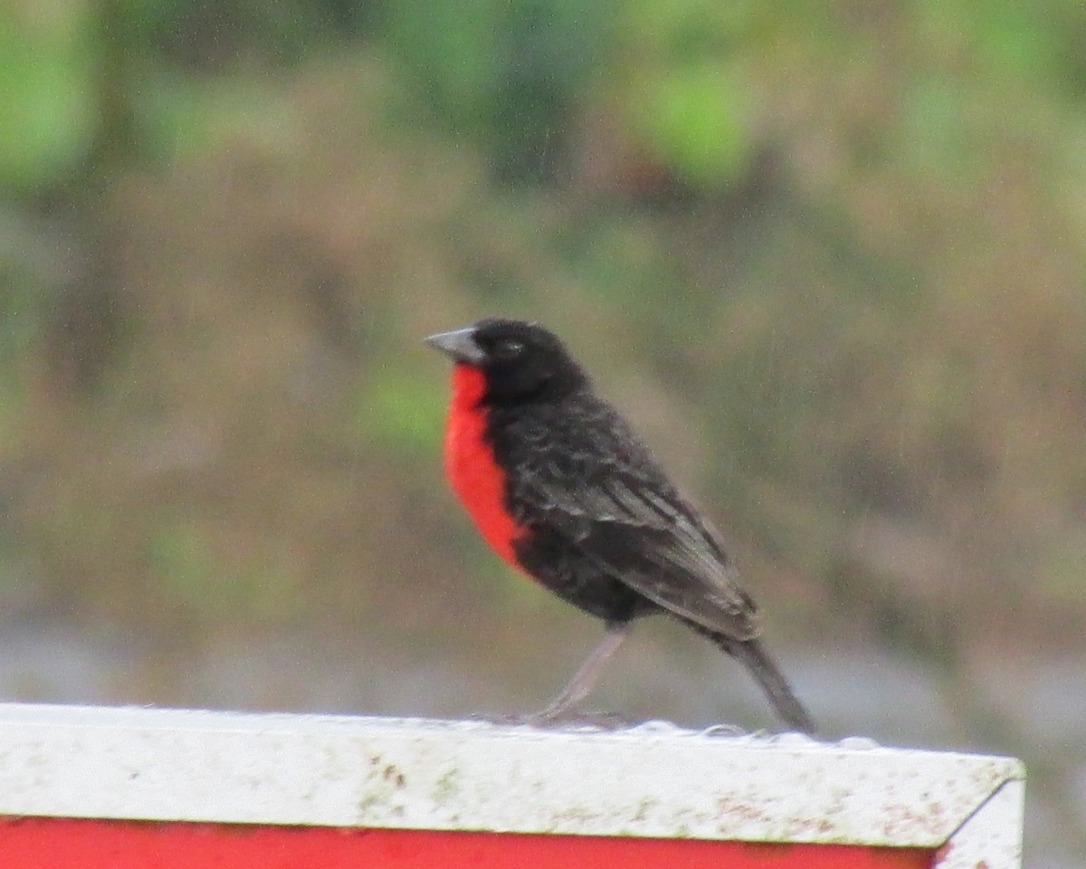 Red-breasted Meadowlark - Hector Cadena