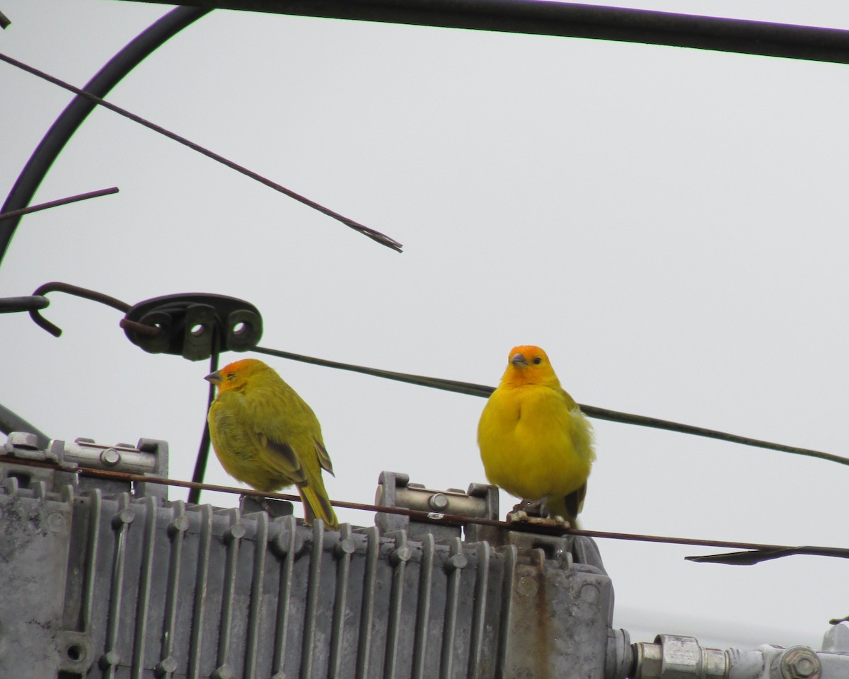 Saffron Finch - ML435467441