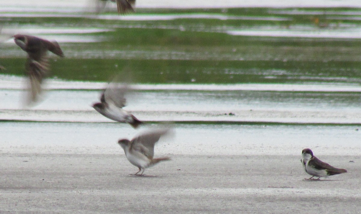 Brown-chested Martin - ML435467521