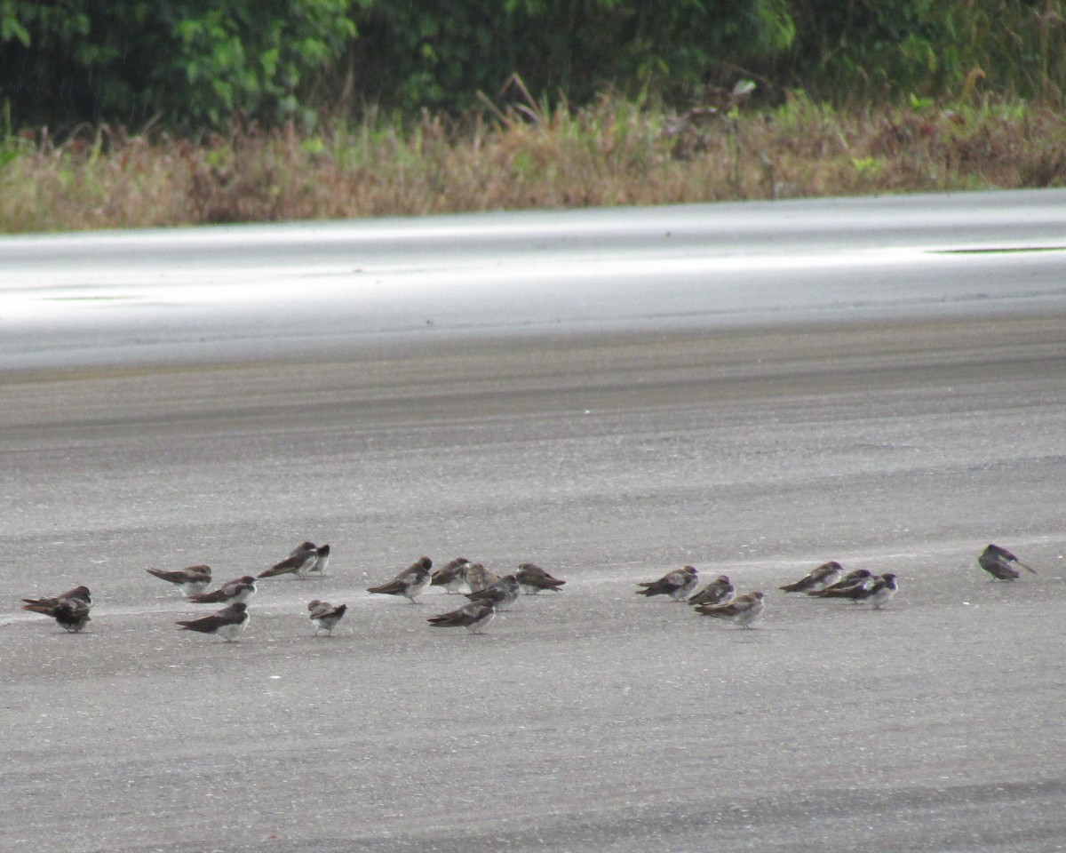 Golondrina Parda - ML435467531