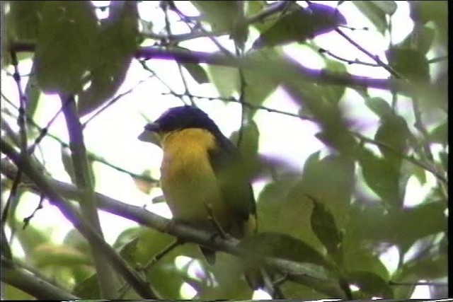 Yellow-throated Euphonia - ML435468