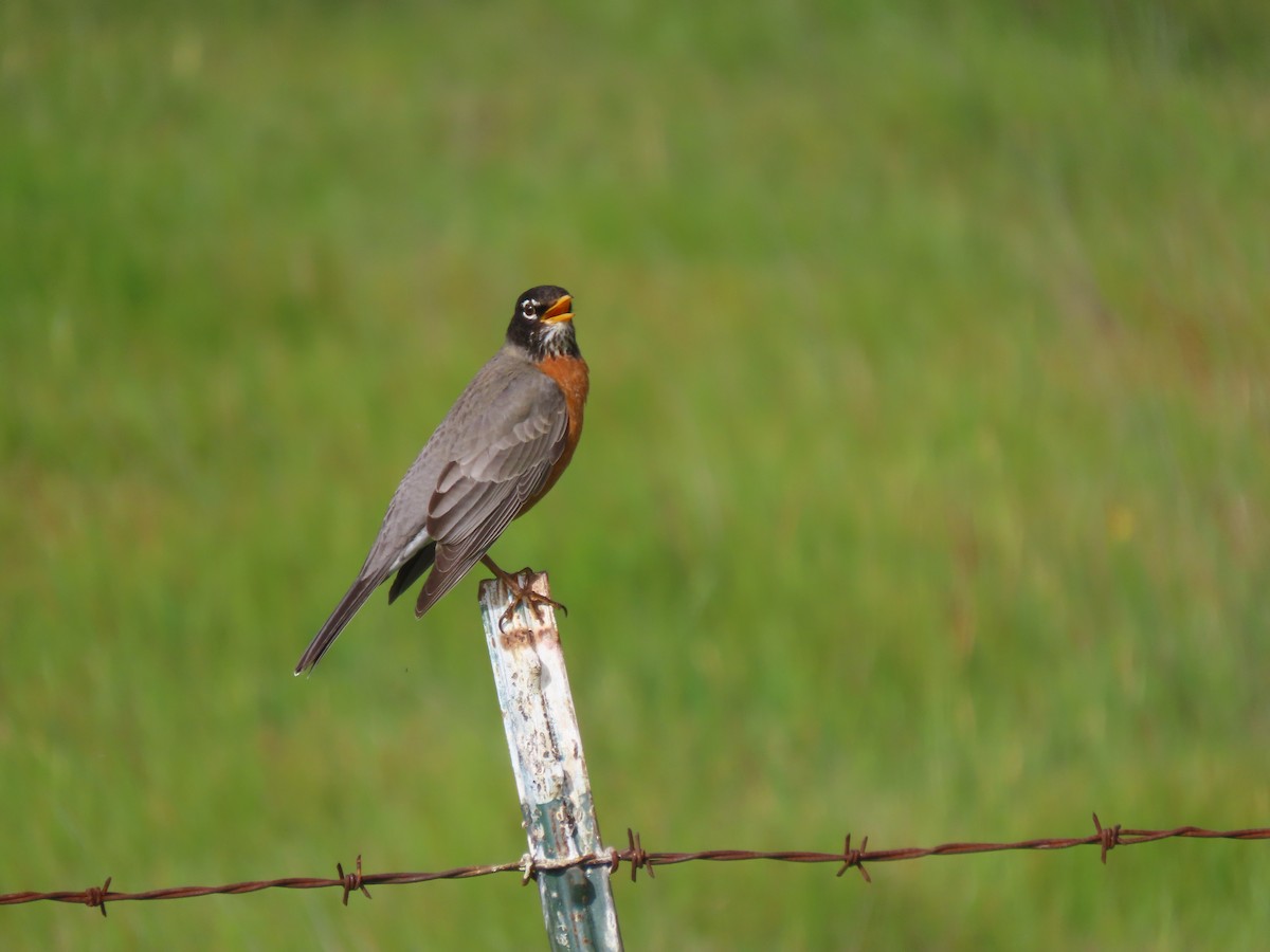 American Robin - ML435470291