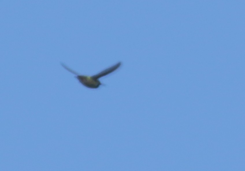 Calliope Hummingbird - ML435470561