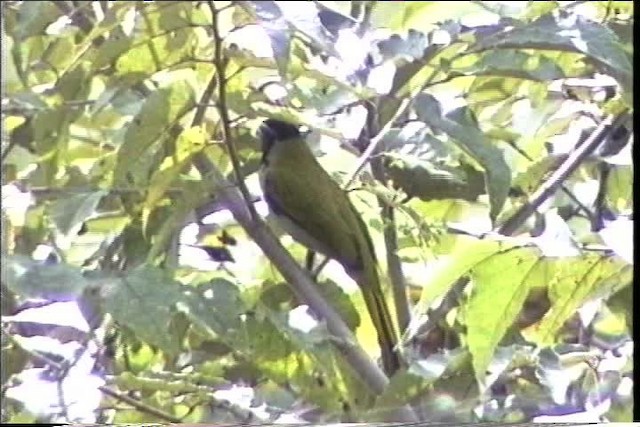 Black-headed Saltator - ML435472