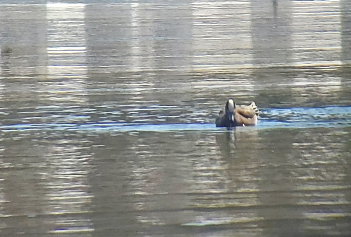 American Wigeon - ML435472921