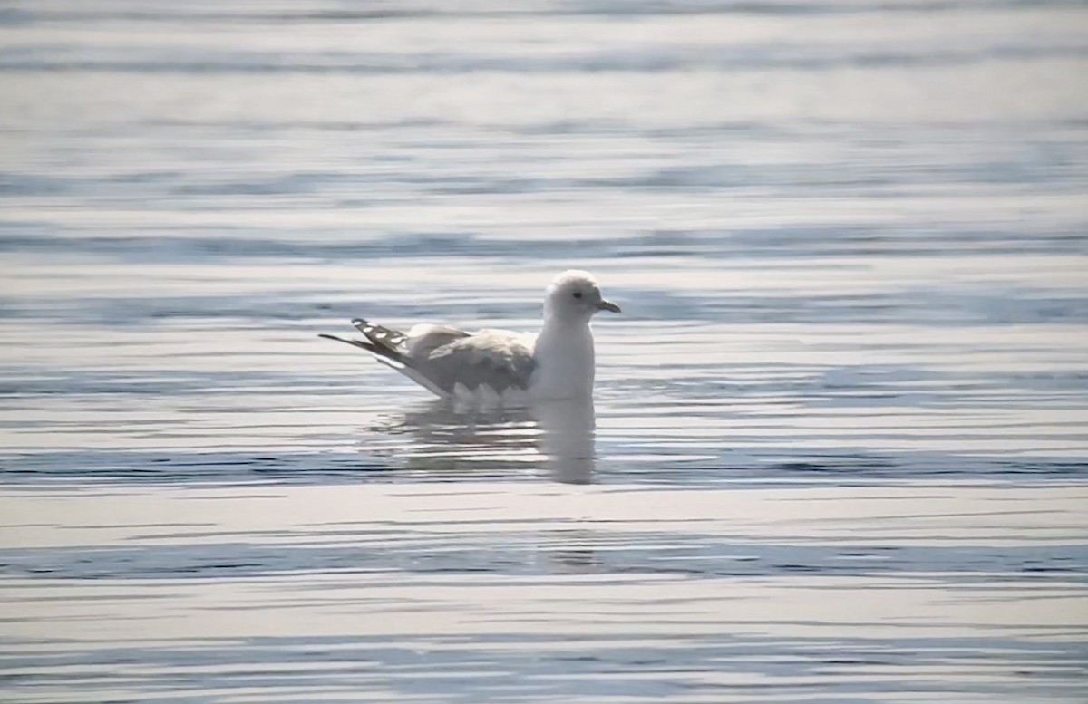 Short-billed Gull - ML435472991