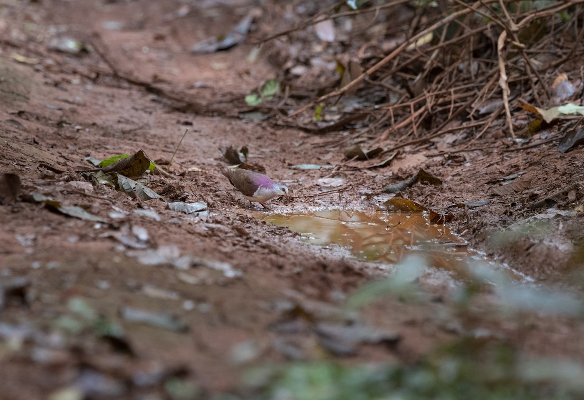 Violaceous Quail-Dove - ML435473321